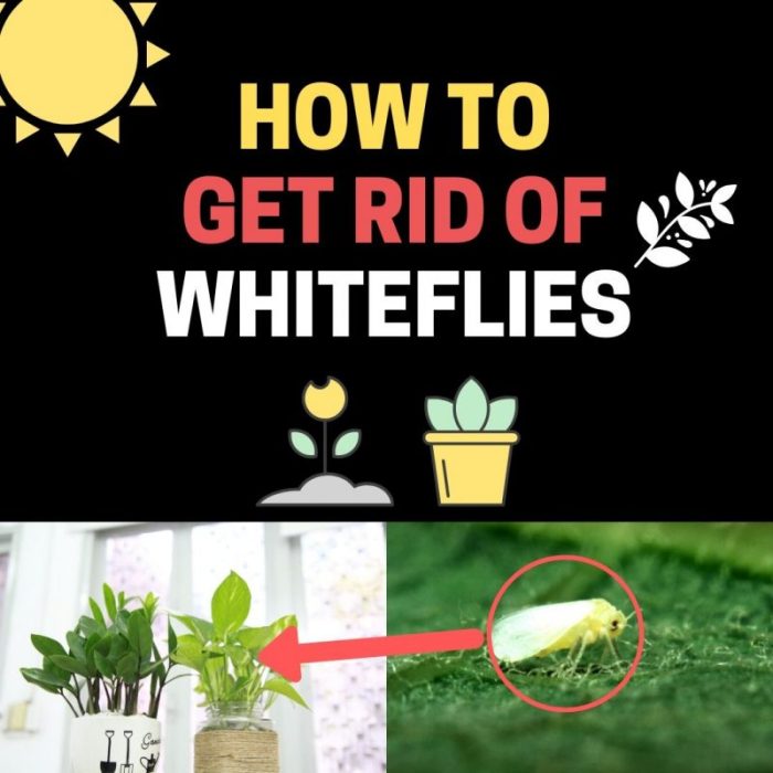 The effectiveness of natural repellents for whiteflies