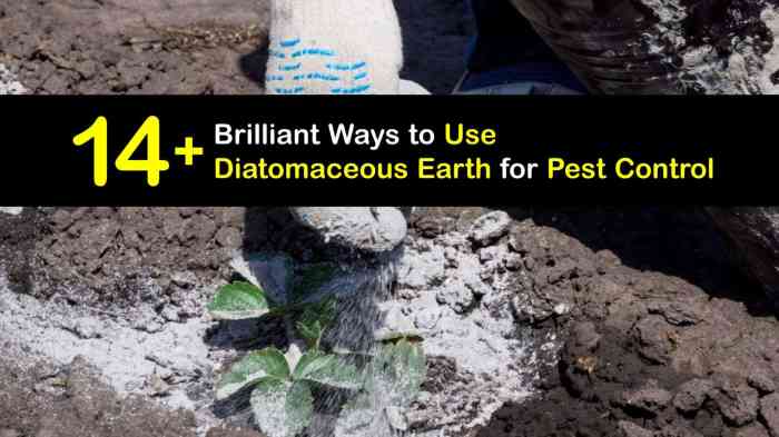 The role of diatomaceous earth in pest control