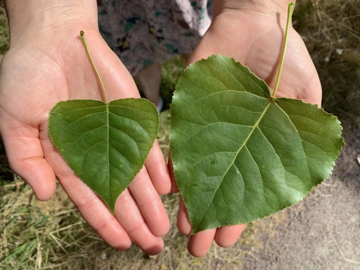 Wood leaf