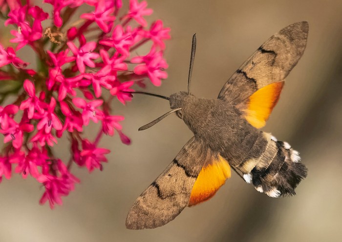 Birds and Moths: A Springtime Nightlife