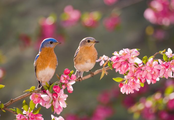 Bird Gardening for Happiness: A Springtime Joy