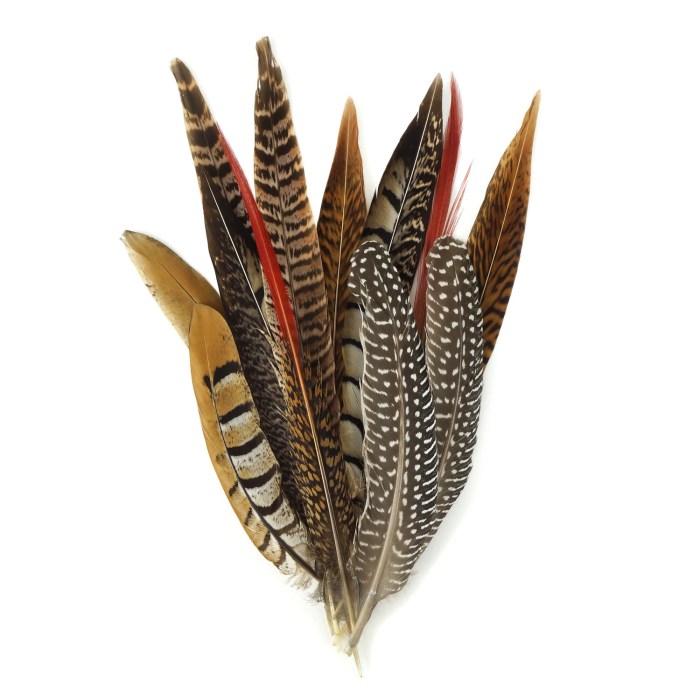 Pheasant feathers