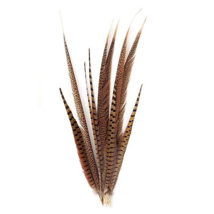 Pheasant feather