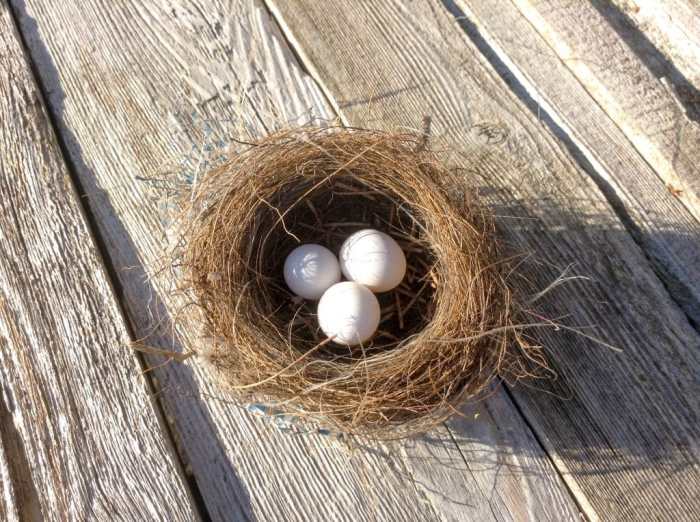 Bird Nesting for Environmental Awareness: A Springtime Action