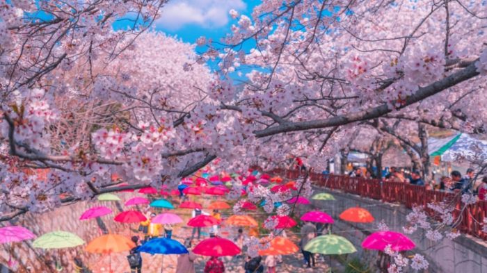 Spring Blossom Festivals: Adoring the Beauty of Spring