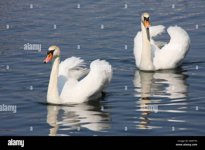 Birds and Swimming: A Springtime Dip