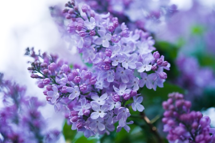 Birds and Lilacs: A Springtime Fragrance