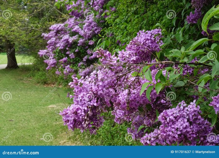 Birds and Lilacs: A Springtime Fragrance