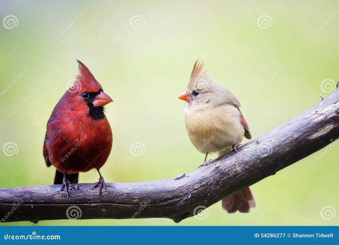 Female male birds cardinal love stock