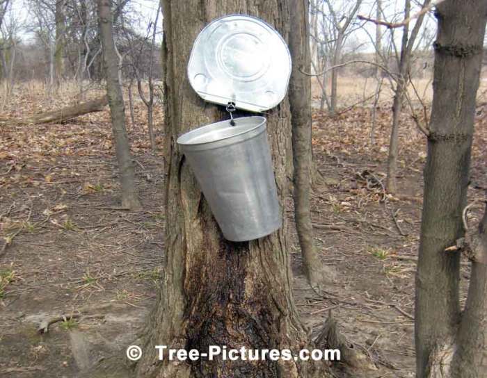 Tree maple sugar sap syrup picture leaves buckets