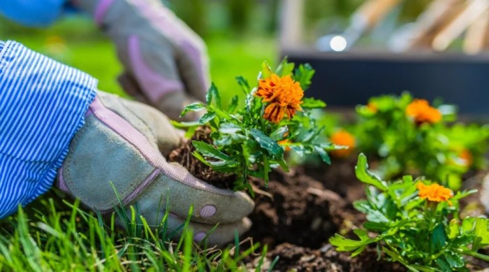 Plant-based landscaping for bug control