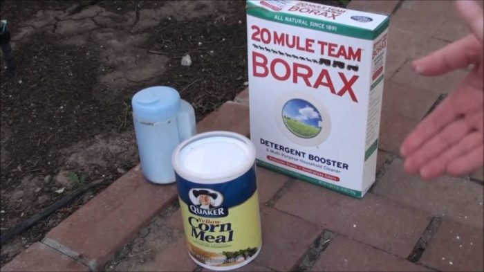 The use of borax to control ants