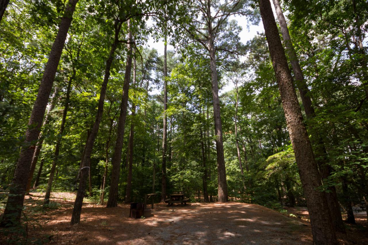 Shad pocomoke campground campingroadtrip