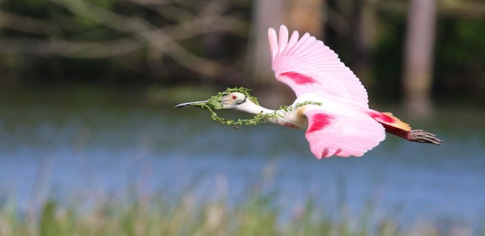 Bird Field Trips: A Springtime Adventure