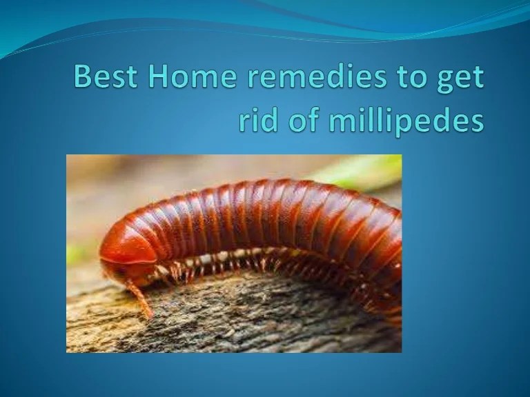 Defense millipede creature