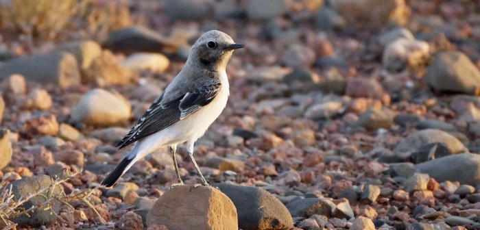 Birds of the Mountains: Springtime in the High Country