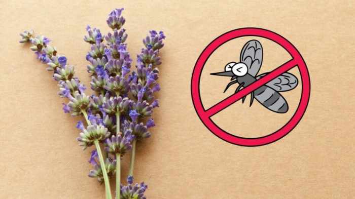 The benefits of lavender for bug control