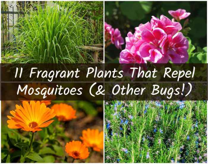 The use of companion plants to deter mosquitoes