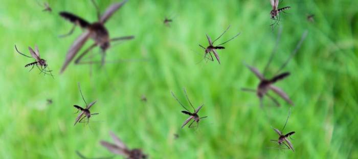 Birds and Mosquitoes: A Springtime Pest Control