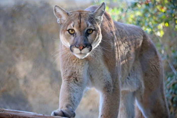 Mountain lion ny upstate wild syr residents warns possible town area chittenango greenlar michael animal park newyorkupstate lehighvalleylive