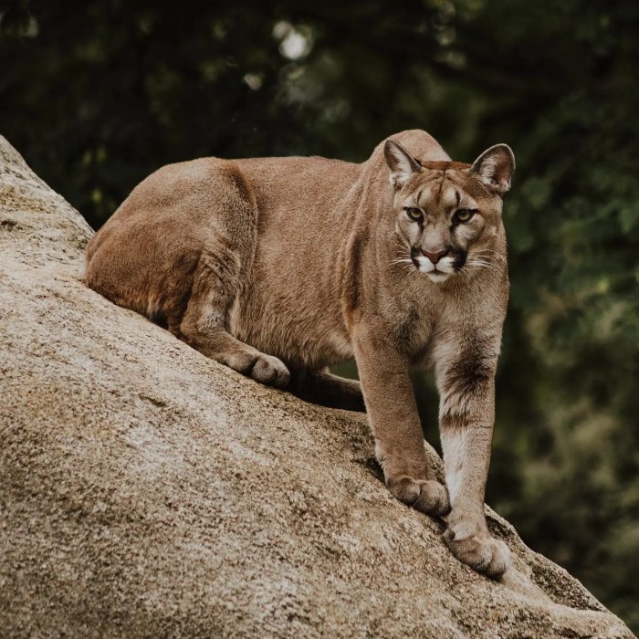 Lion mountain california ca gilroy