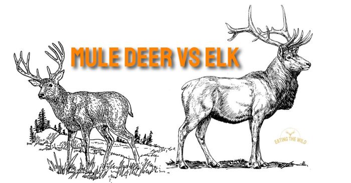 Roosevelt elk vs rocky mountain elk