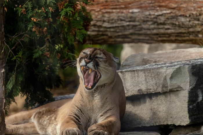 Mountain lions in ny