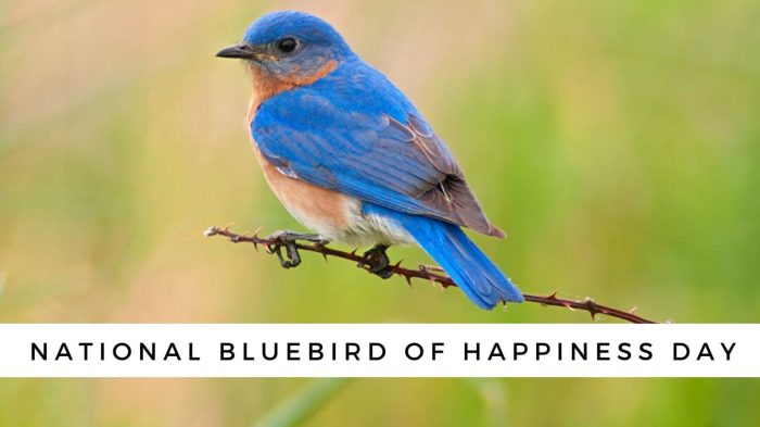 Bluebirds as Signs of Hope and Happiness