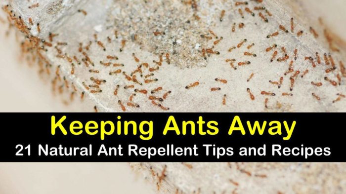 Ant repellent holisticallyengineered holistically engineered oils