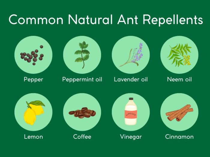 Applying natural repellents correctly