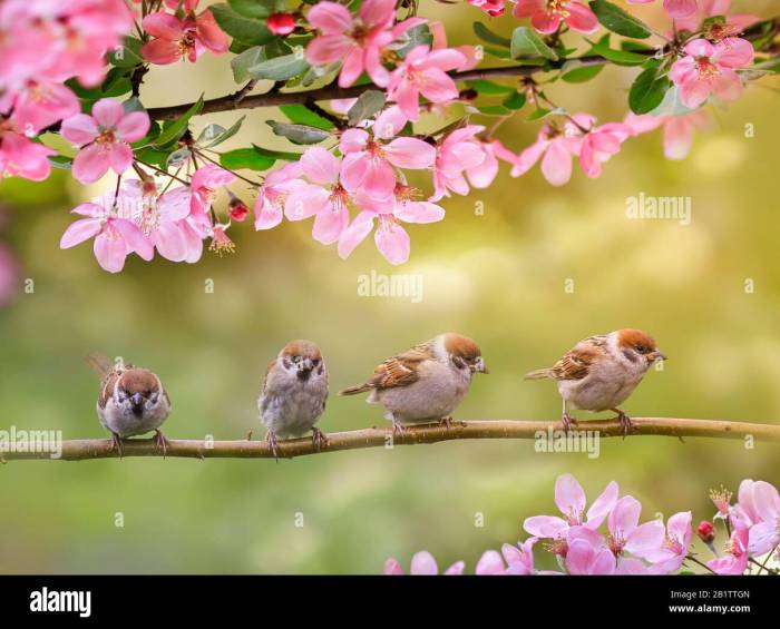 Birds and Blossoms: A Springtime Pairing