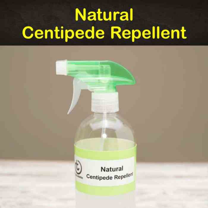 The effectiveness of natural repellents for centipedes