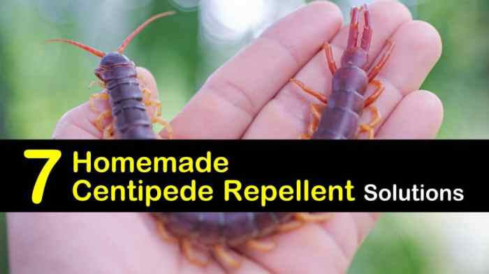 The effectiveness of natural repellents for centipedes