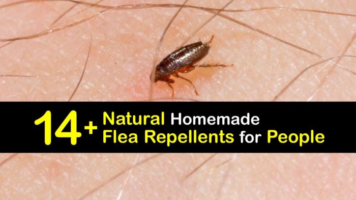 The effectiveness of natural repellents for fleas