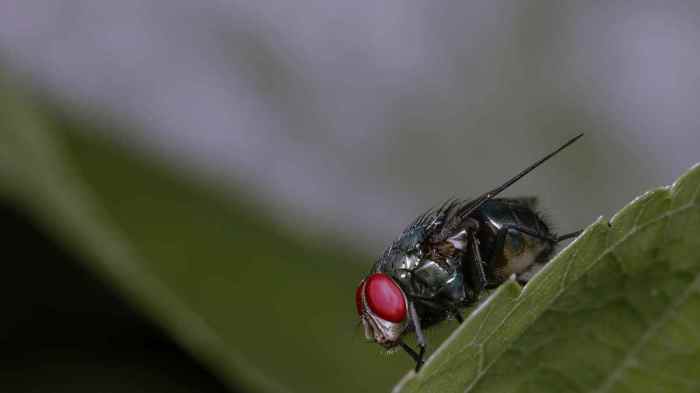 The effectiveness of natural repellents for house flies