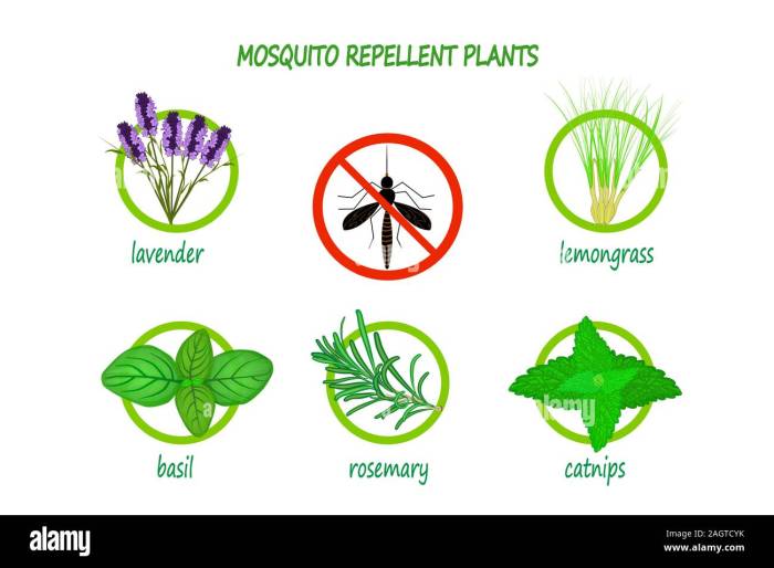 The use of basil as a natural repellent