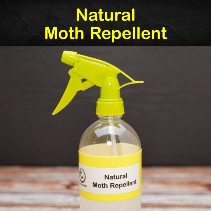 The effectiveness of natural repellents for moths