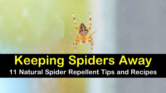 The effectiveness of natural repellents for spiders