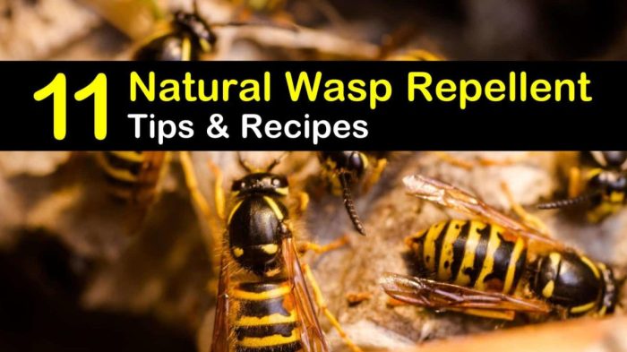 The effectiveness of natural repellents for wasps