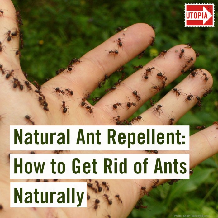 Ant repellent