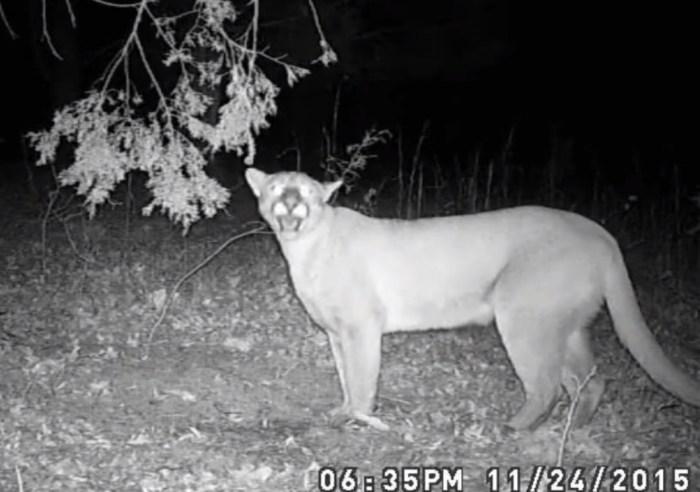 Mountain lion tennessee