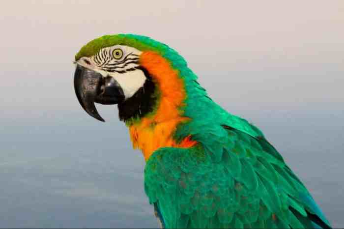 Parrots as Symbols of Intelligence and Playfulness