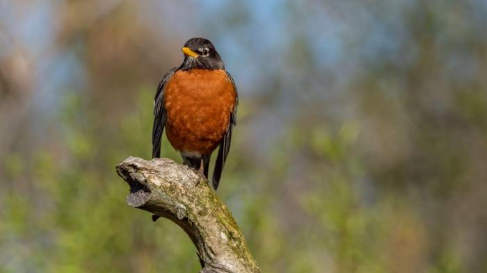 Birdsong and Mental Health: A Springtime Remedy