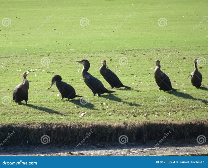 Birds and Golf: A Springtime Sport