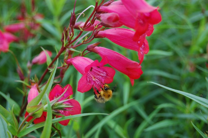 Rocky mountain penstemon plant