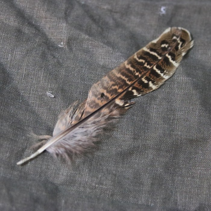 Pheasant feather