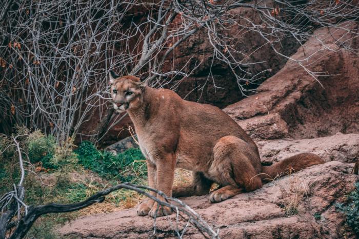 Colorado mountain lion