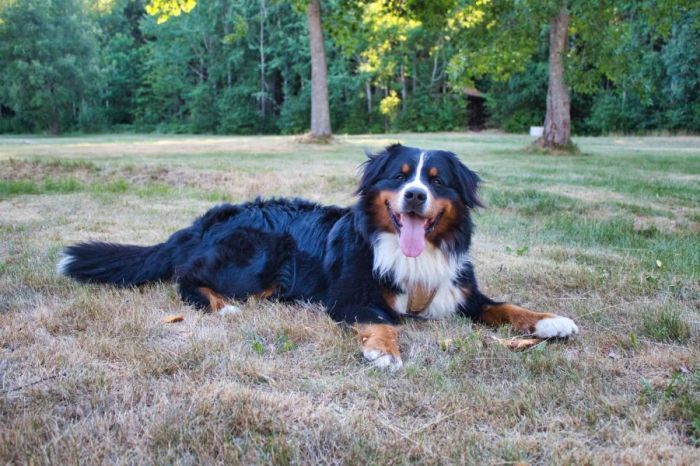 Bernese mountain dog rescue adoption laying down