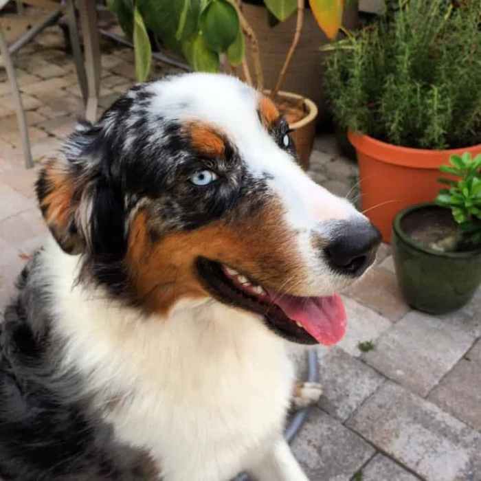 Australian shepherd bernese mountain mix