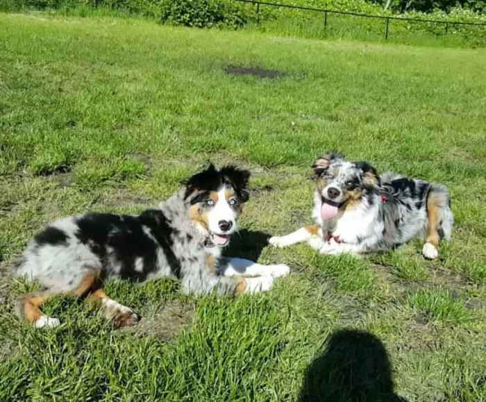 Australian shepherd bernese mountain dog mix